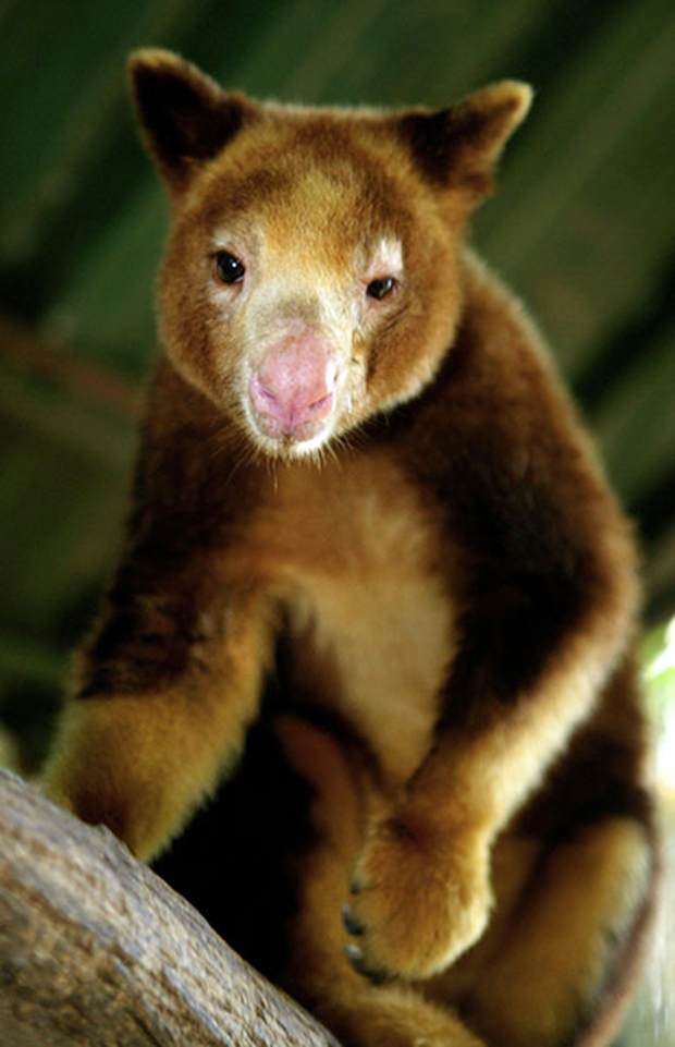[Imagen: huon-tree-kangaroo-papua-004.jpg]