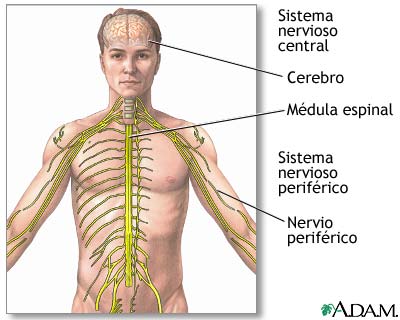 sistema_nervioso_central